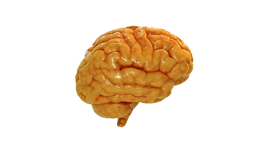 Realistic human brain spinning 