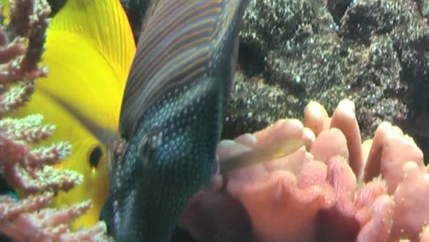 Reefscape