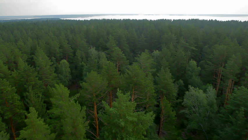 flight over beautiful evergreen forest