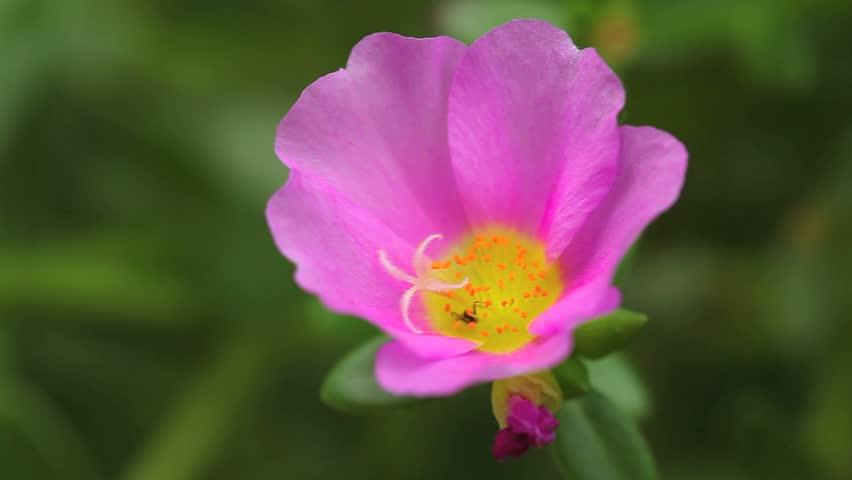 Ants are on the nectar of flowers.