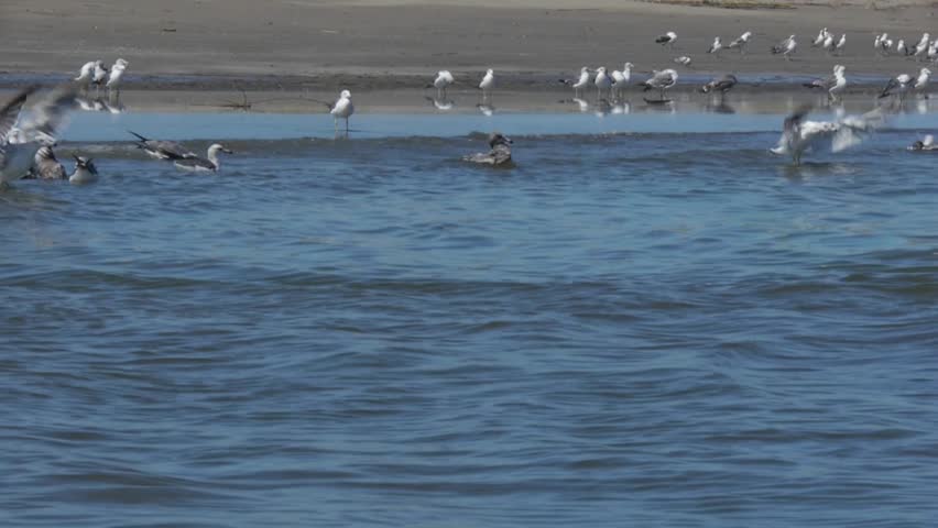 A flock of seagulls