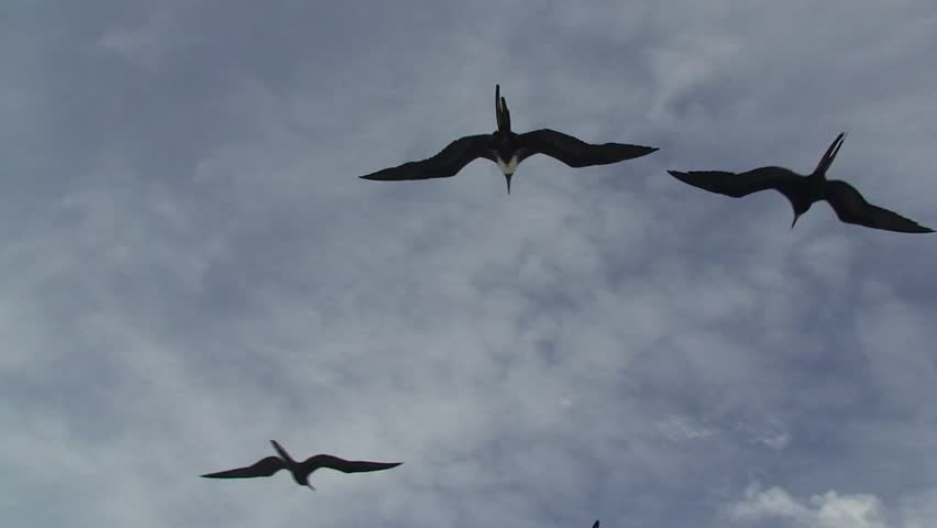 Frigate birds flying ahead of a boat
