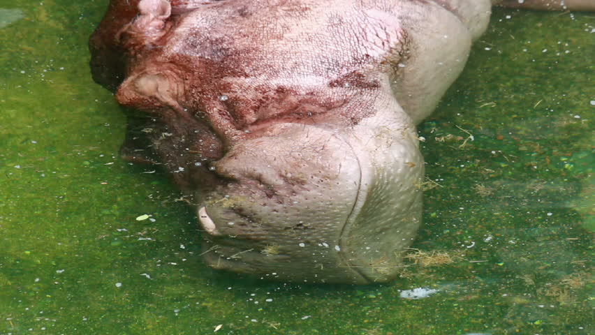 hippopotamus sleeping in water and turn head for breathing and sleep again