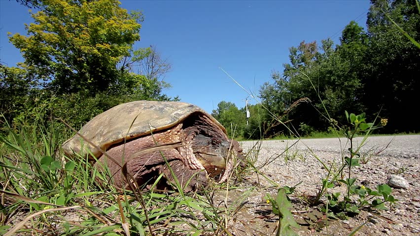 A Snapping Turtle (Chelydra serpentina) Looks Out Onto the Road as a Car Speeds By. Road Mortality is a Leading Cause of Decline in Turtle Species.