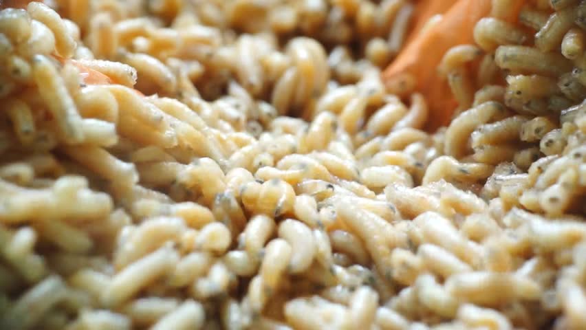 Macro group of maggots