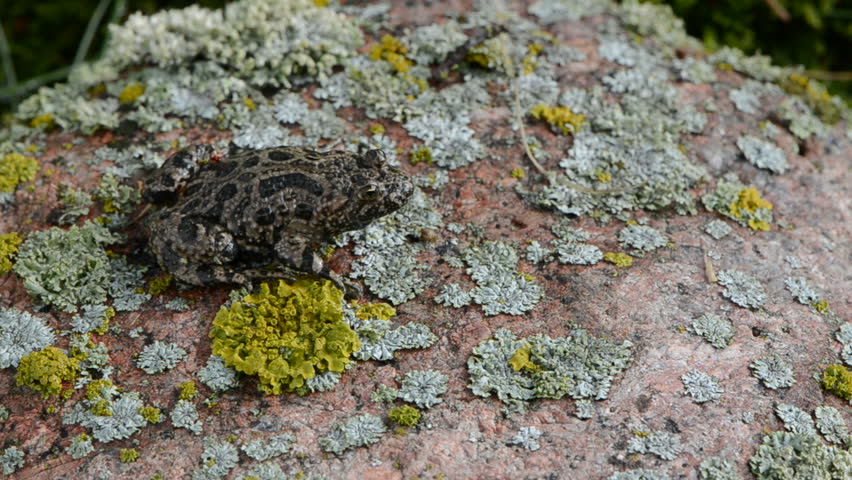 European Fire-bellied Toad(Bombina bombina)on stone with lichens