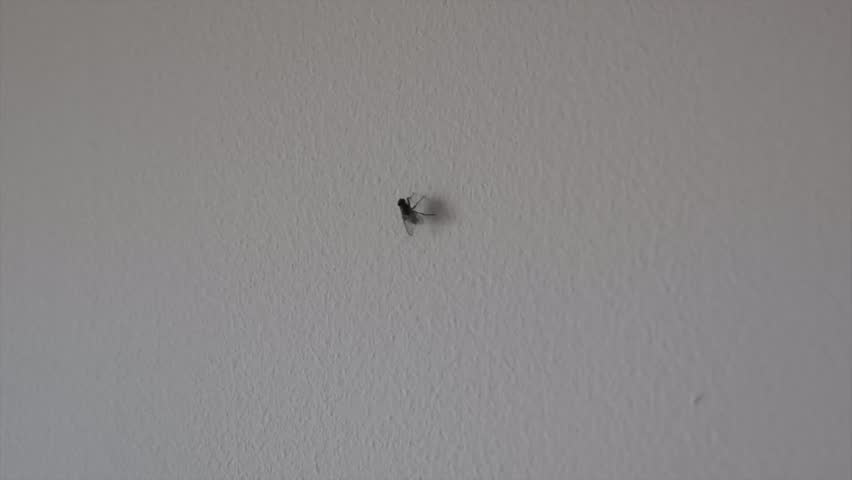 Fly is killed with fly swatter