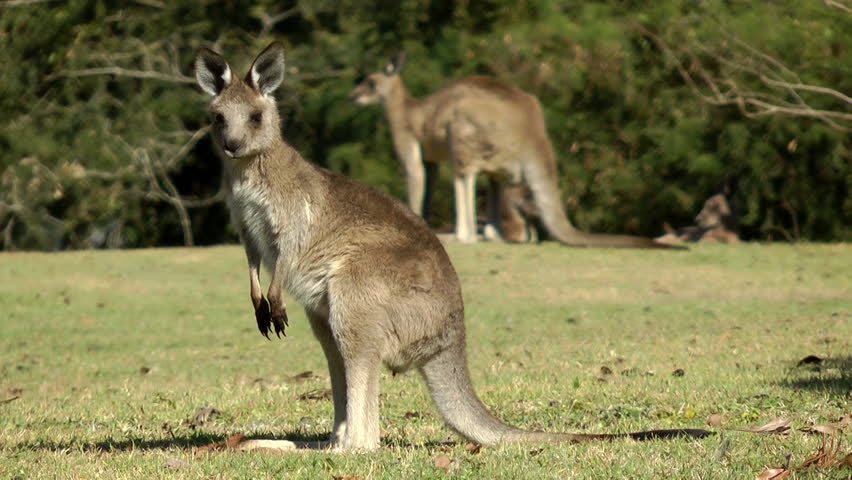 Australia - Kangaroos