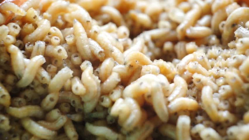 Macro group of maggots