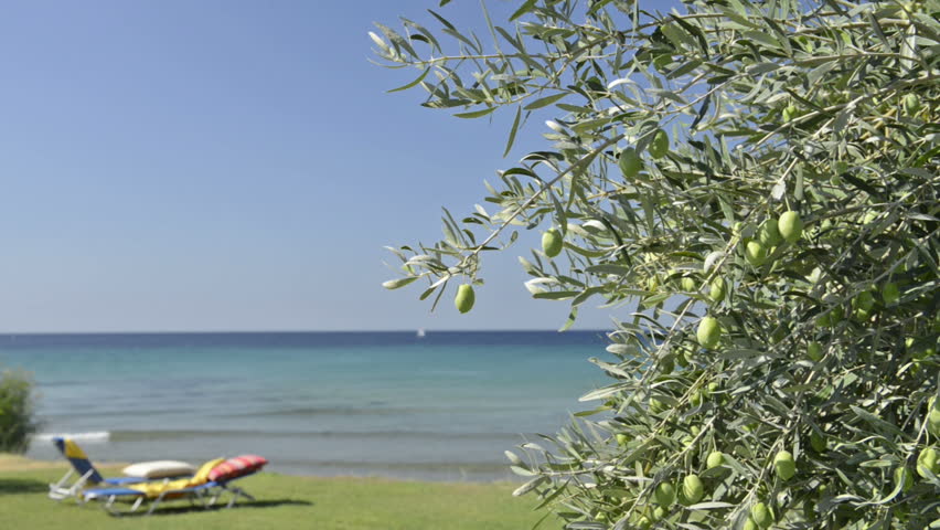 Olive tree and sunbeds overlooking the sea