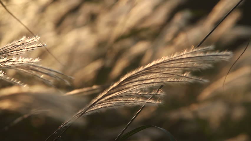 meadow grass swaying in the sun