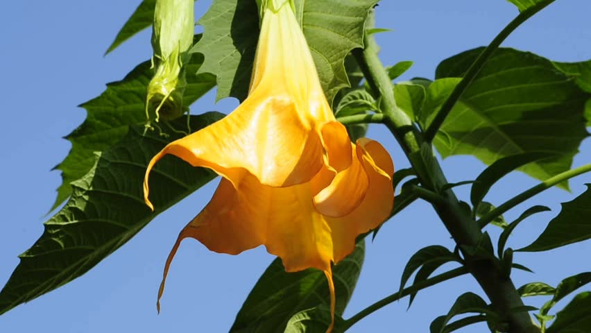 angel`s trumpet