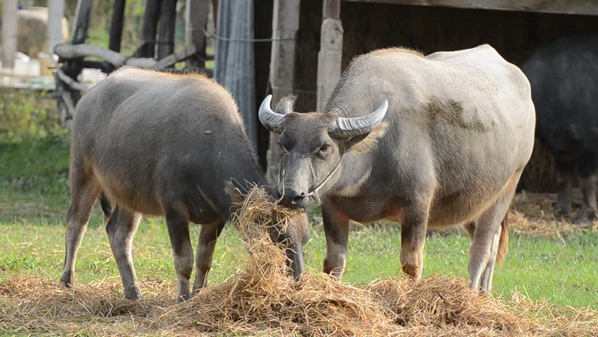 Buffaloes in a field of grass,Thailand