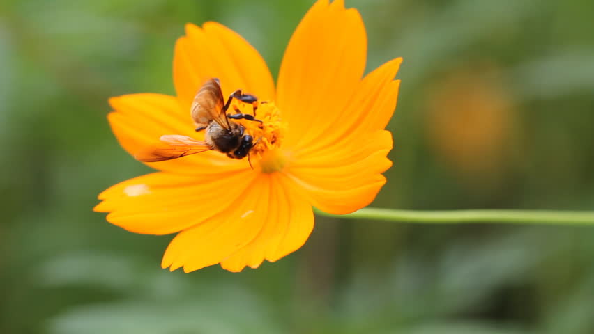 A bee busy drinking nectar from the flower