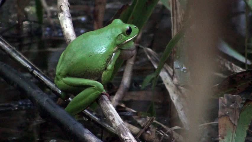 White lip tree frog calling in the swamps of Australia.