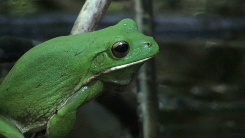 Close up of White lip tree frog in the rain forest Australia.