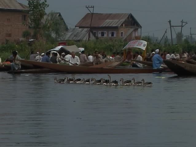 Ducks and boats on Dal lake in Srinagar, Kashmir