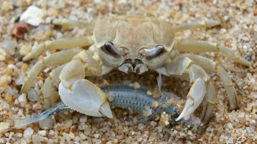 Fiddler Crab (genus Uca) Emerges From Its Burrow In A Flood Plain In