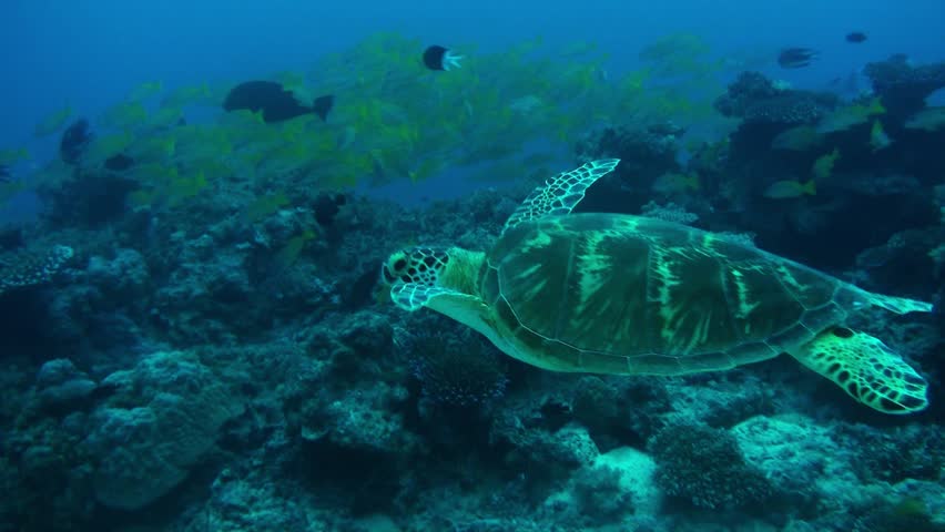 A beautiful green turtle swims past schools of colorful fish. Australia.