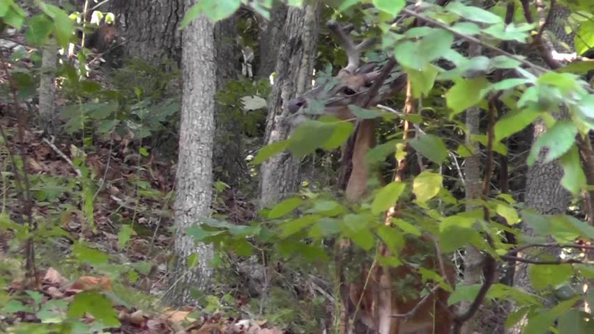 A 4 point male whitetail deer buck stops to nibble at some leaves