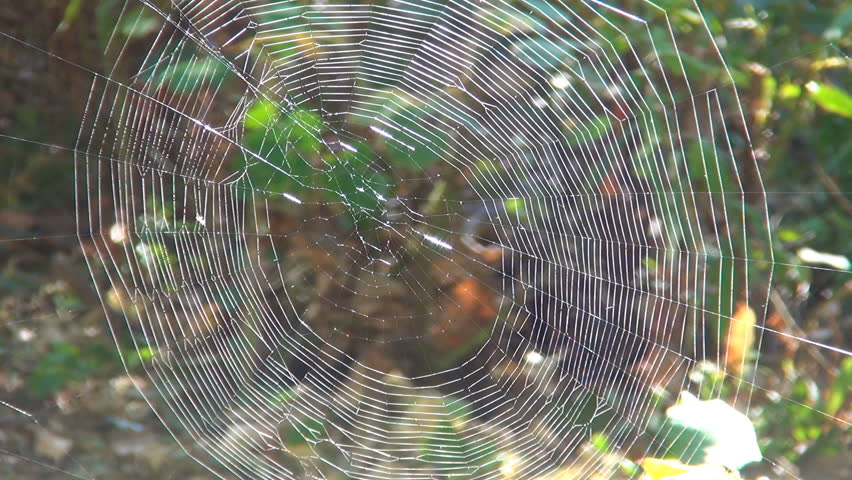 Web Spider