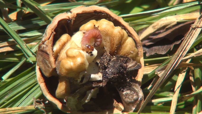 Worm Eaten Nut, Maggoty, Grubby Nut, Maggot