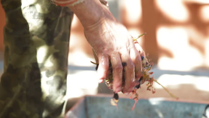 Homemade wine production - take out the stems before wine can be made