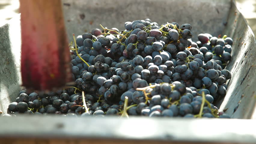 Homemade Wine Production