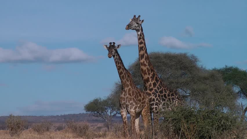 mating giraffe , Serengeti, Tanzania, Africa