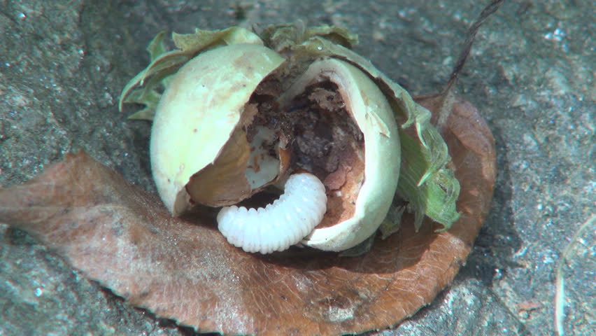 Maggot, Worm Eaten Peanut, Maggoty, Grubby Nut, 