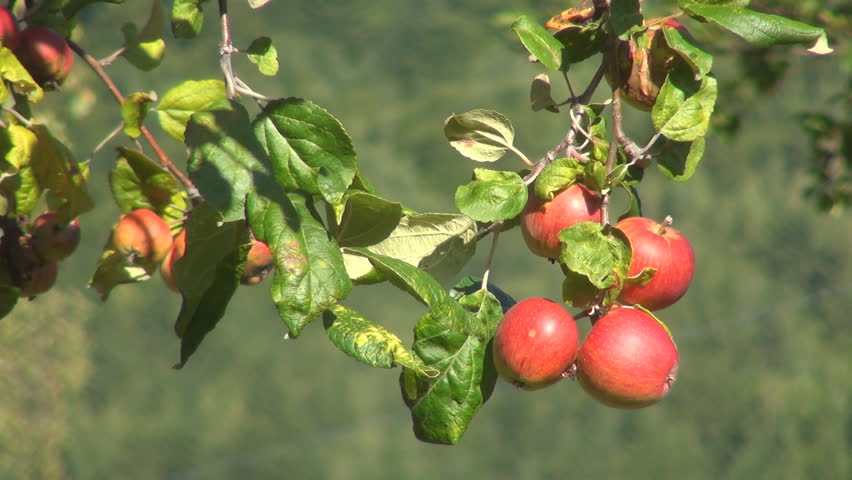 Apple Tree, Branches of Apples, Ecological Apples, Organic Fruits, Apple Orchard