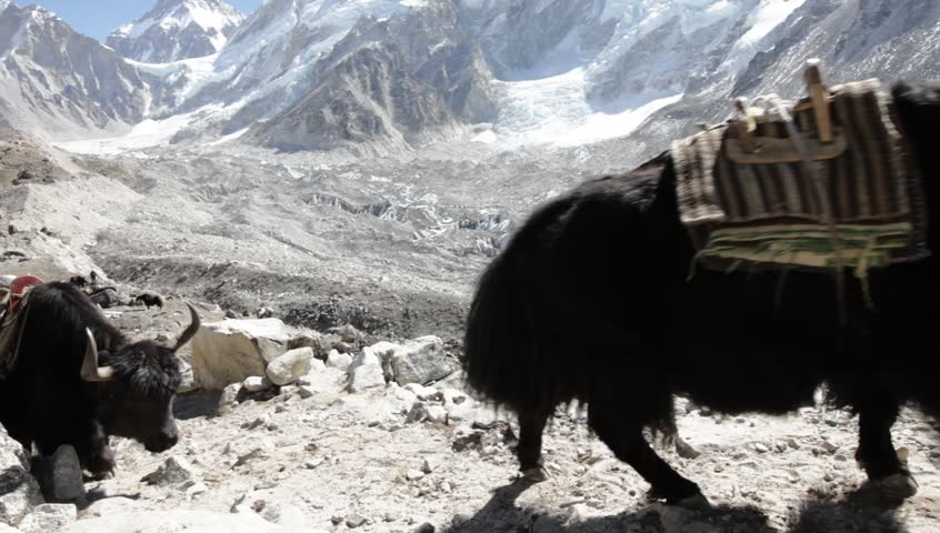 caravan of yaks in the Himalayas,Nepal