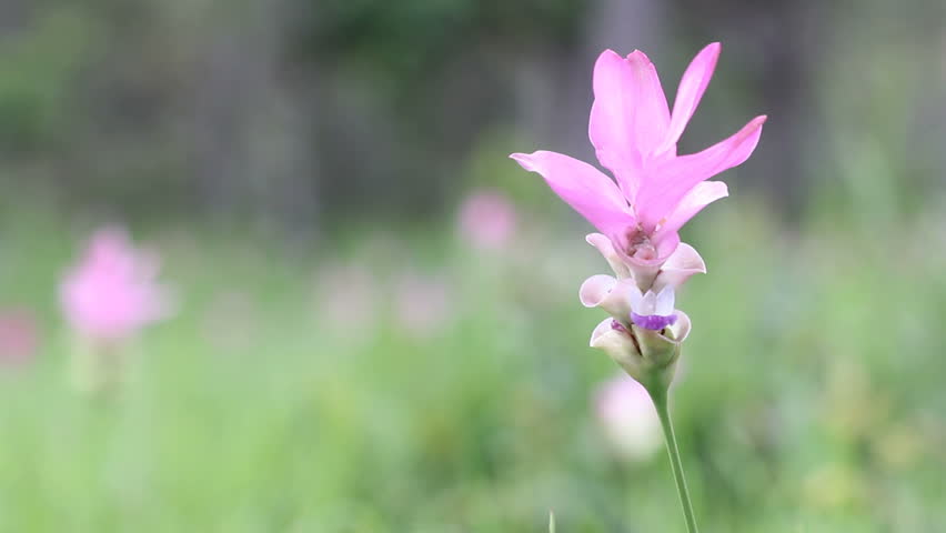 Siam Tulip Flower in Thailand