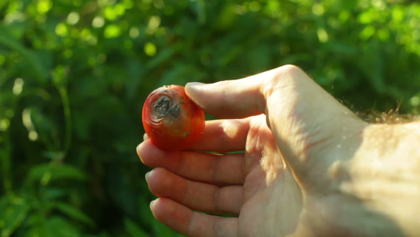 diseased tomato, bad crops