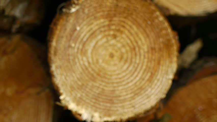 Cut logs, camera move to make copy space.
