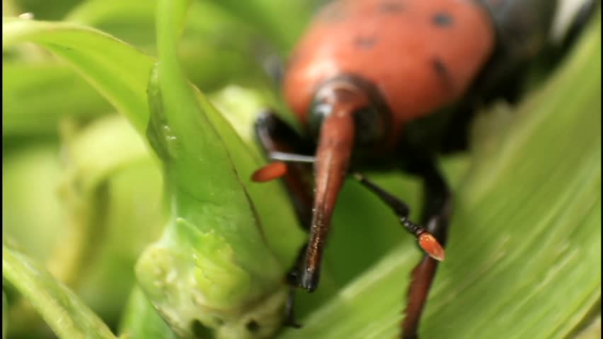 Grubs and vegetables.