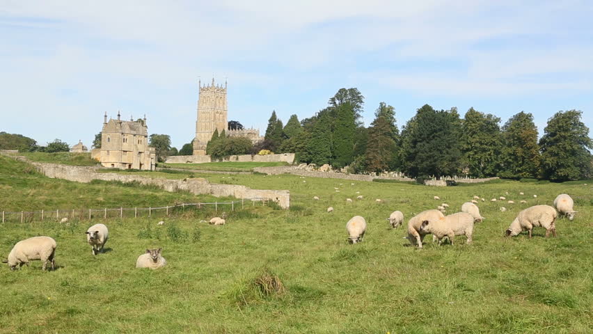 Sheep graze in meadows and fields in front of the Cotswold stone church in Chipping Campden in Cotswolds