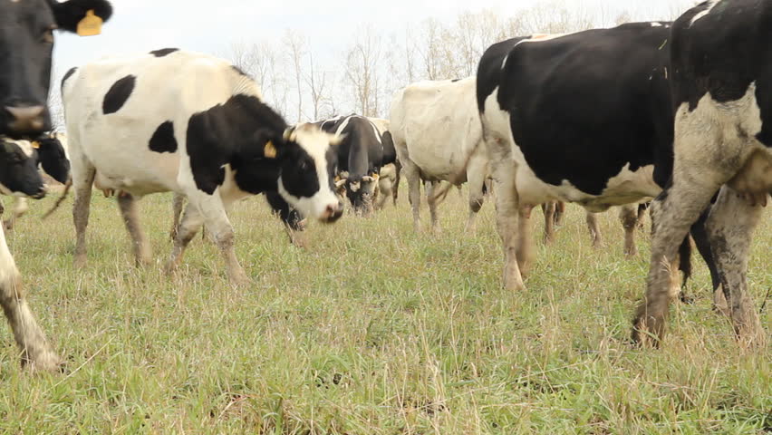 Cows on a summer pasture. Farming in Russia
