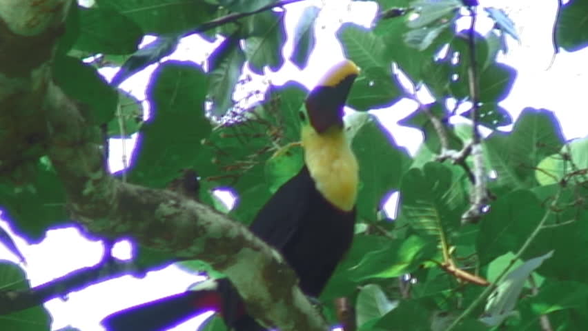 Costa Rica Toucan On Tree Branch