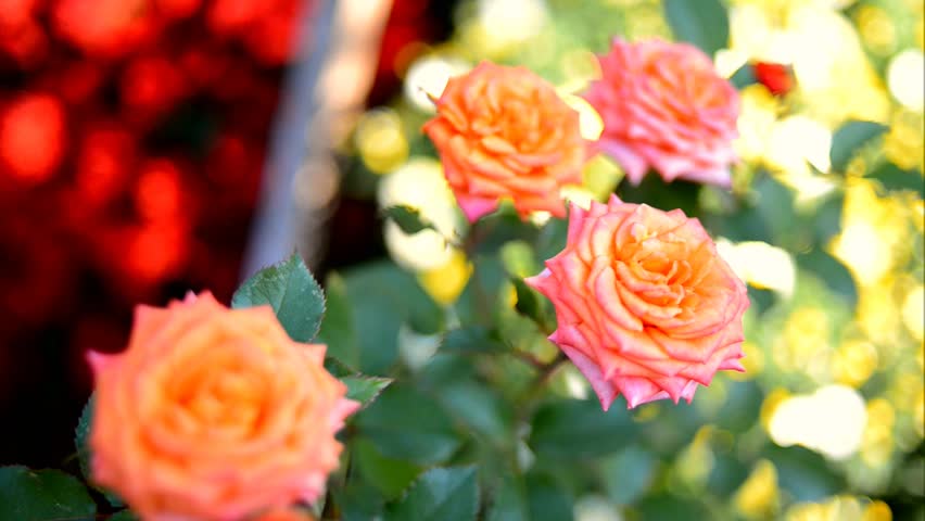 beautiful roses in the garden