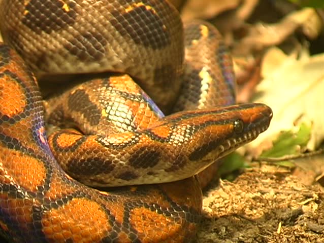 Rainbow boa (Epicrates cenchria) from the Peruvian Amazon