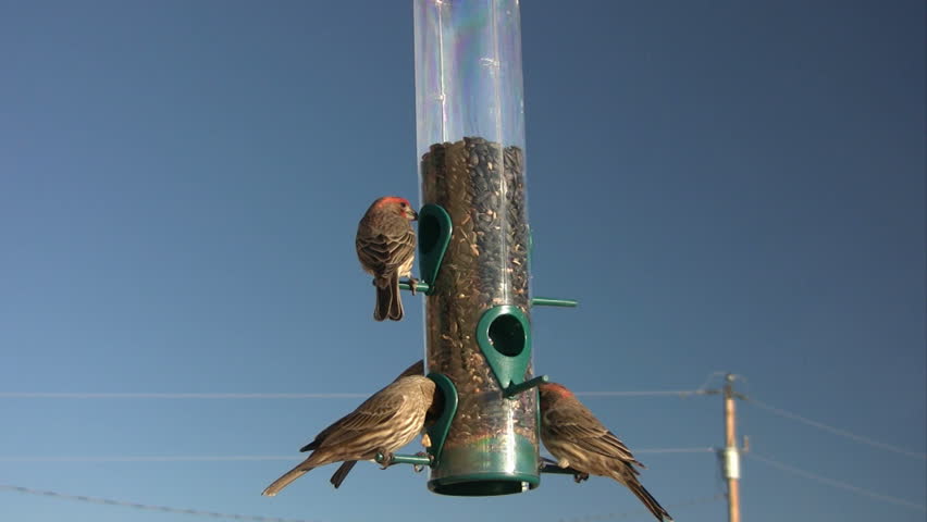 Male and female house finches eating sunflower seeds at a bird feeder.