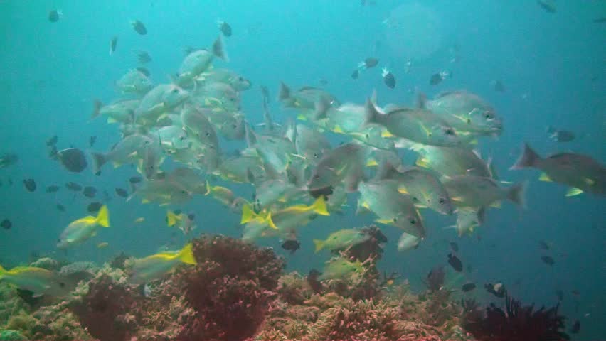 A huge school of sea perch on the great barrier reef.