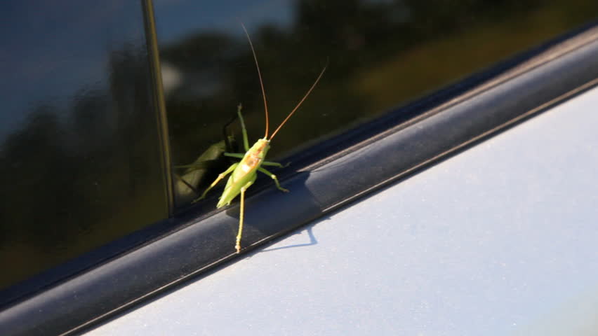 green whiskered grasshopper creeps on car glass close-up