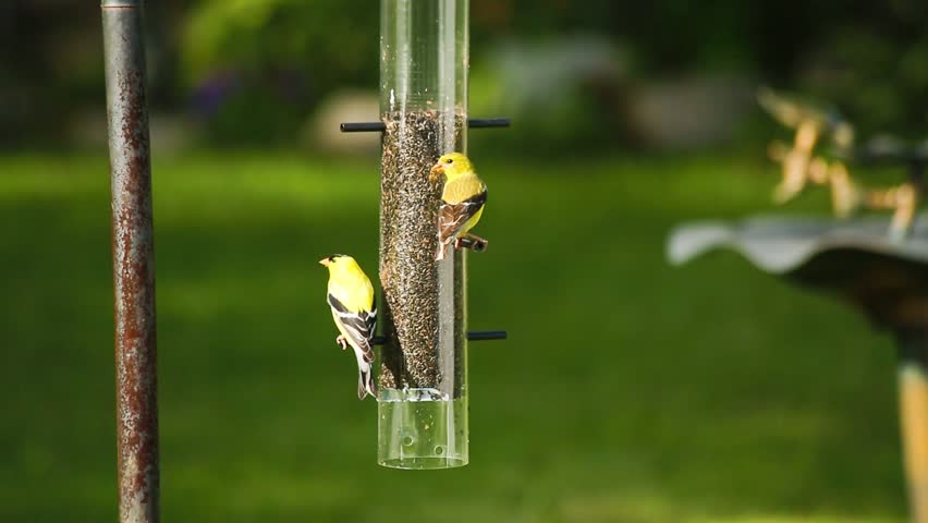 A couple of birds feeding from a feeder.