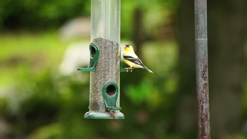 An American Goldfinch feeding from a bird feeder