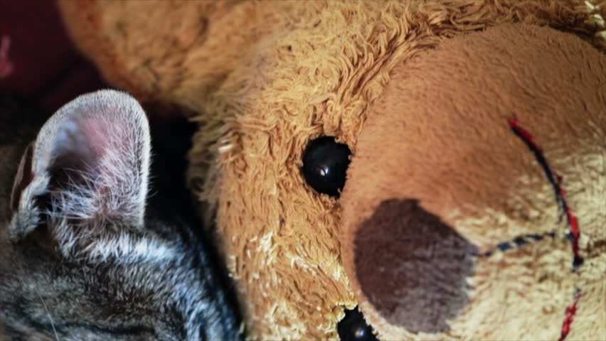 Kitty sleeping with teddy bear