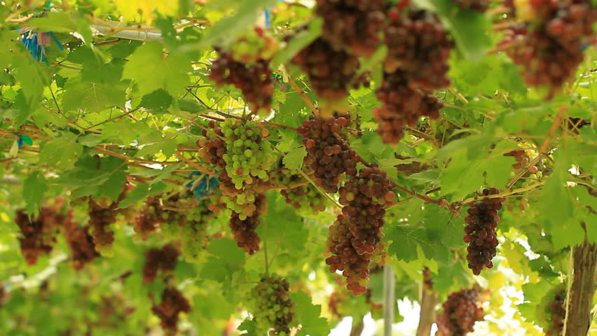 bunches of red grapes hanging from an old vine in warm afternoon light