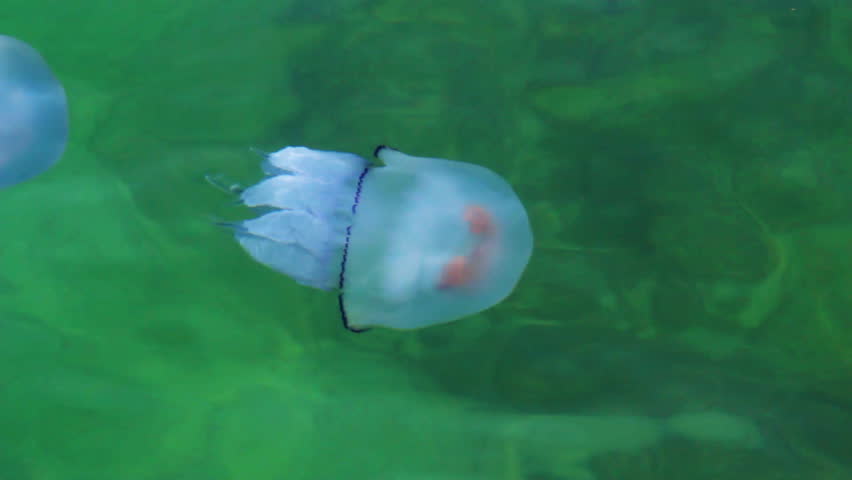 Two Jellyfish Aurelia swimming in the sea