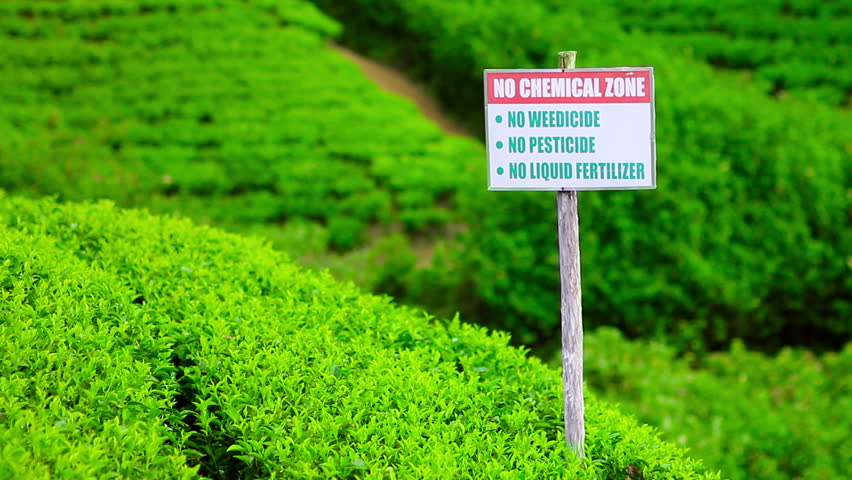 Organic tea garden and signage in sri lanka